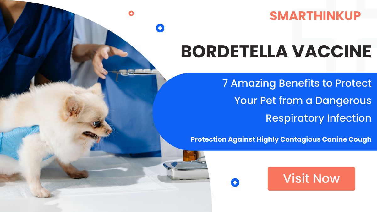 Small dog receiving Bordetella vaccine from veterinarian to prevent kennel cough